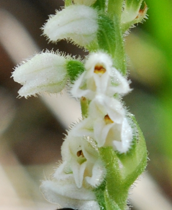 Goodyera repens